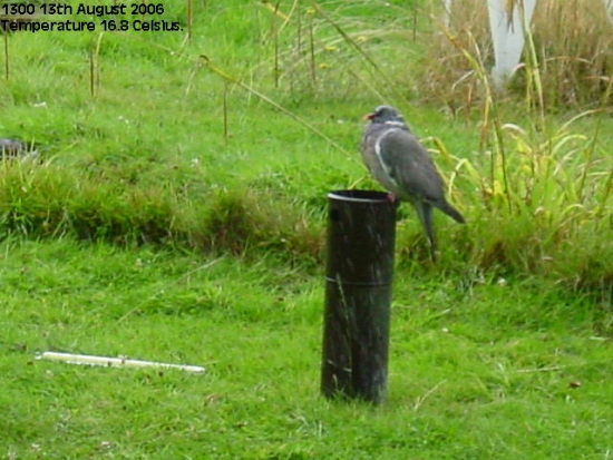 Wood Pigeon reducing the rainfall during an August shower. Wood Pigeon reducing the rainfall during an August shower.