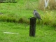 Wood Pigeon reducing the rainfall during an August shower. Wood Pigeon reducing the rainfall during an August shower.