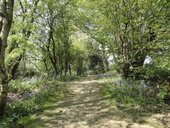 Blue Bell in full flower Blue Bell in full flower